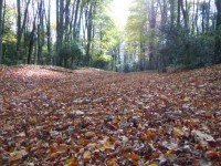 Foresta Umbra